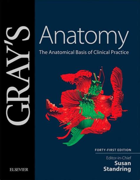 Full Download Download Grays Anatomy The Anatomical Basis Of Clinical Practice 40Th Edition Pdf 