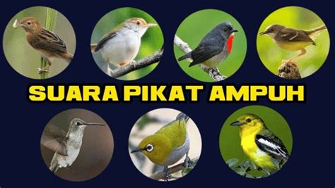 DOWNLOAD SUARA BURUNG KECIL CAMPURAN UNTUK - Suara Burung Kecil Campuran untuk Pikat MP3