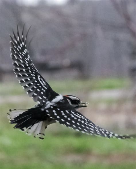 Downy Woodpecker Flying