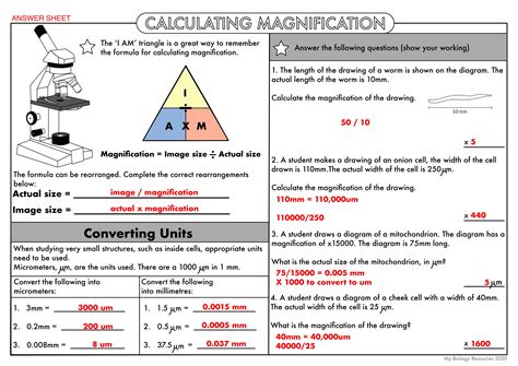 Dp Biology Calculating Magnification And Size Biological Magnification Worksheet Answers - Biological Magnification Worksheet Answers