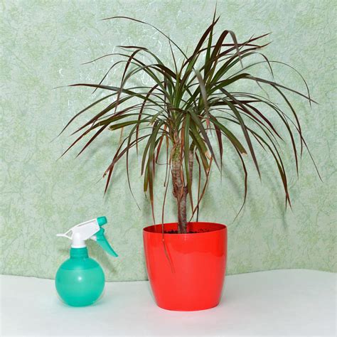 drachenbaum richtig gießen