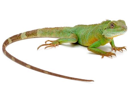 Dragon De Agua