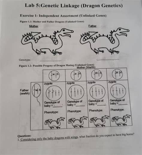 dragon genetics lab question answers