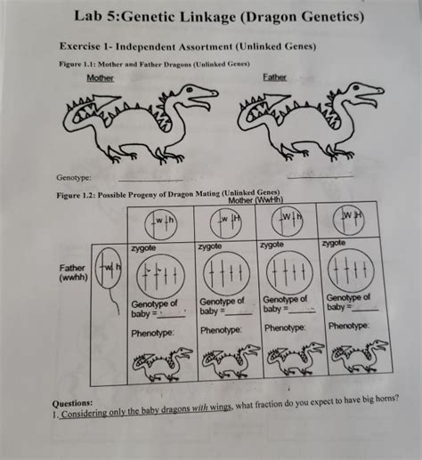 Dragon Genetics Lab Questions Answer Key