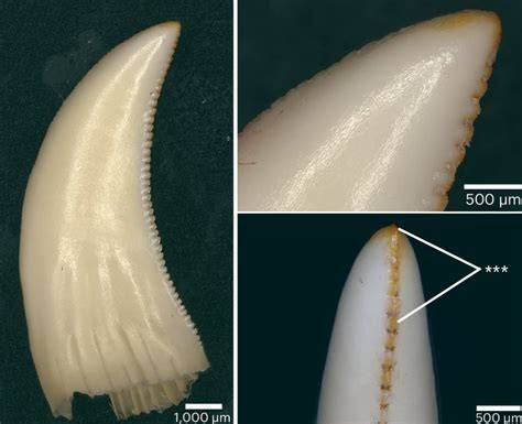 dragon teeth