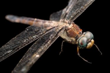 Dragonflies Facts And Photos National Geographic Life Cycle Of Dragonfly - Life Cycle Of Dragonfly