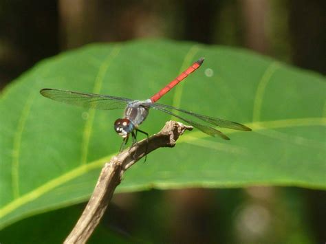 Read Dragonflies Butterflies Of The Western Ghats 
