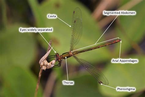 Dragonfly Amp Damselfly Biology National Biodiversity Data Centre Life Cycle Of Dragonfly - Life Cycle Of Dragonfly
