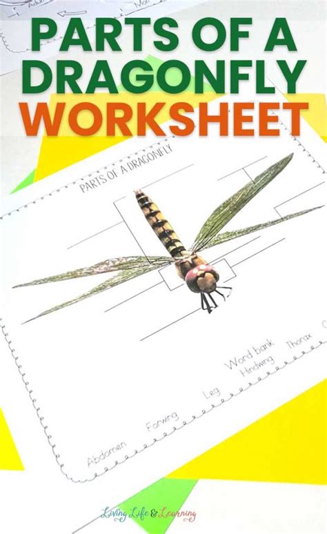 Dragonfly Anatomy Worksheet Free Homeschool Deals Insect Anatomy Worksheet - Insect Anatomy Worksheet