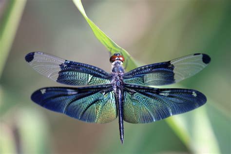 dragonfly colors