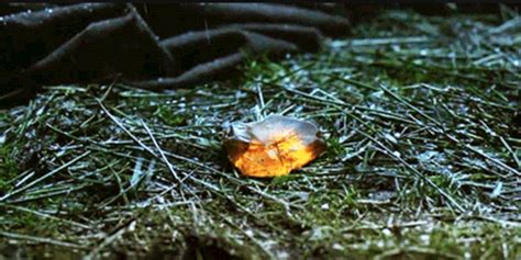 Dragonfly In Amber
