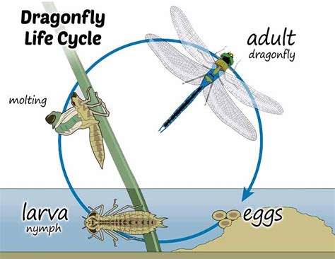 Dragonfly Life Cycle Introduction Thoughtco Life Cycle Of Dragonfly - Life Cycle Of Dragonfly