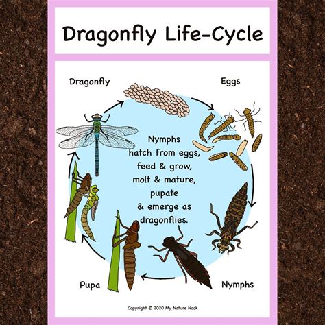 Dragonfly Life Cycle Learn About Nature Life Cycle Of Dragonfly - Life Cycle Of Dragonfly
