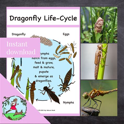 Dragonfly Life Cycle Mds Life Cycle Of Dragonfly - Life Cycle Of Dragonfly