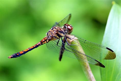 dragonfly_of_love