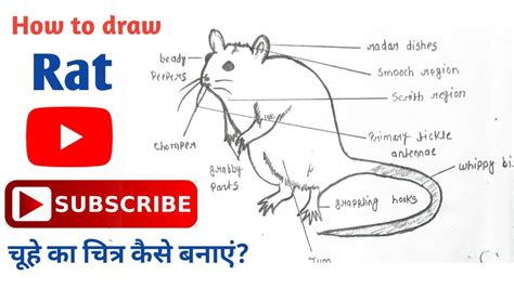 draw and label a rat