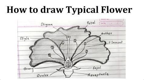 draw and label a typical neuron