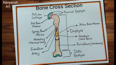 draw and label long bone