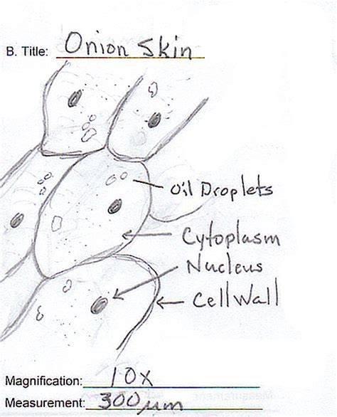 draw and label onion epidermal cell