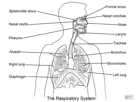 draw and label respiratory system