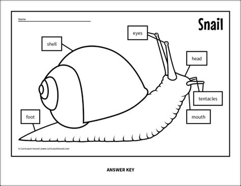 draw and label snail