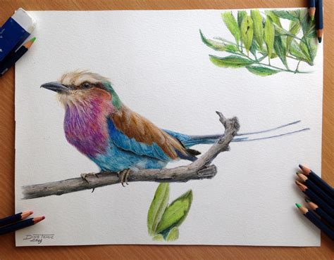 drawing birds with colour pencil #birddrawing #viraldrawing