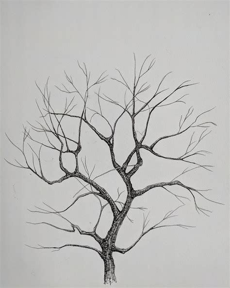 Drawings Of Trees Without Leaves