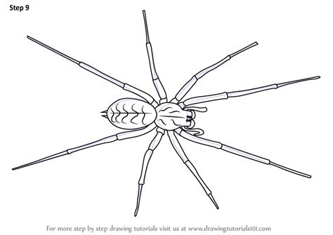 Drawn Arachnid 3rd Pencil And In Color Drawn Arachnid Worksheet 4th Grade - Arachnid Worksheet 4th Grade