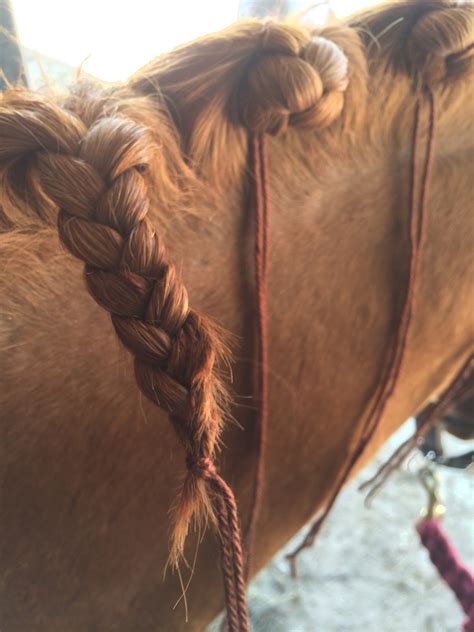 dressage braids with elastic search