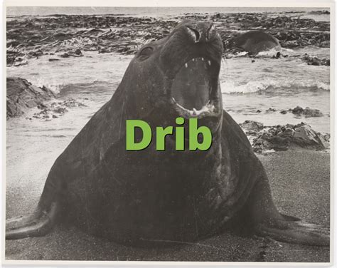 Drib Definition Slang