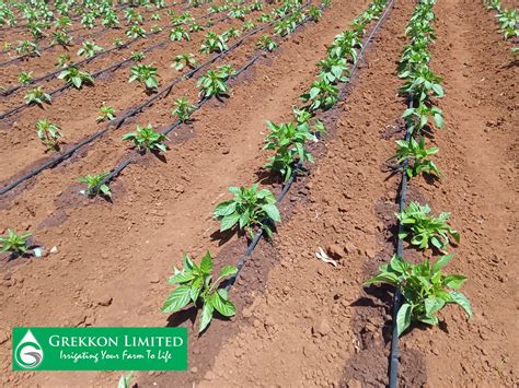 Drip Irrigation Price