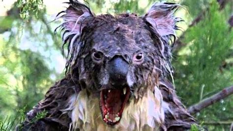 drop bear | S tht v loi gu n tht