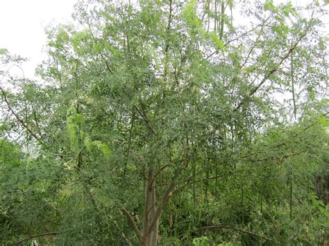drumstick tree information in kannada