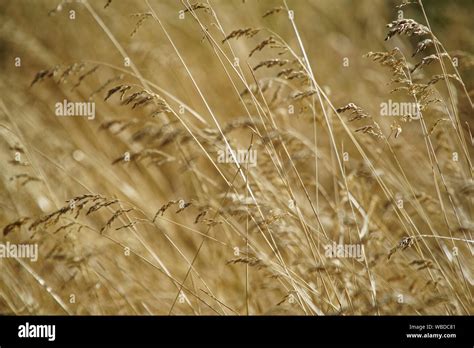 Dry Grass Of August