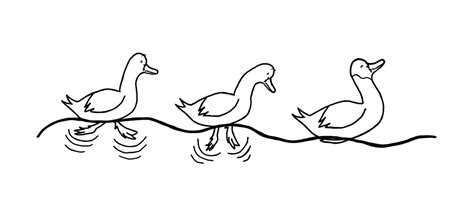 Duck Duck Stress Opinion The Harvard Crimson Duck Science - Duck Science