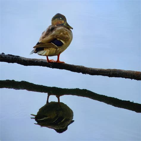 Duck Echo