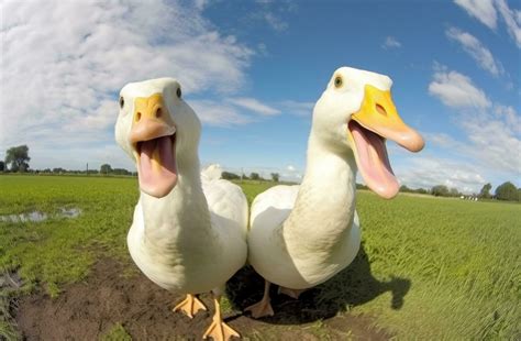 duck funny walk😀😀 #fuuny #shorts #youtubeshorts - YouTube