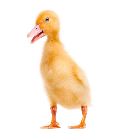duckling quacking