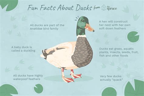 Ducks Basic Facts About Ducks Science Spatial Learners Duck Science - Duck Science