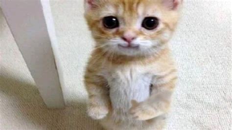 dudul | Sushmita SinghDudul Cookpad