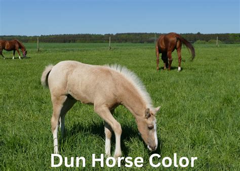 dun color