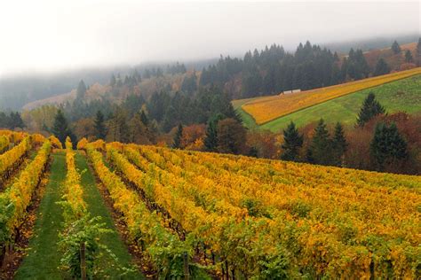 dundee oregon wineries