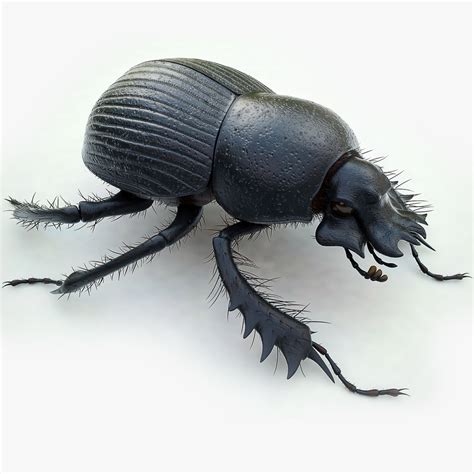 dung beetle, - uv.es