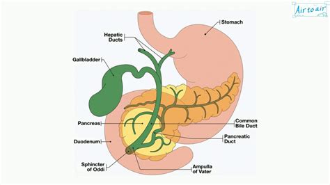 Duodenal Ampulla