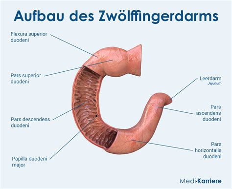 duodenum anatomie