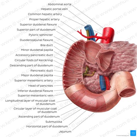 duodenum functie