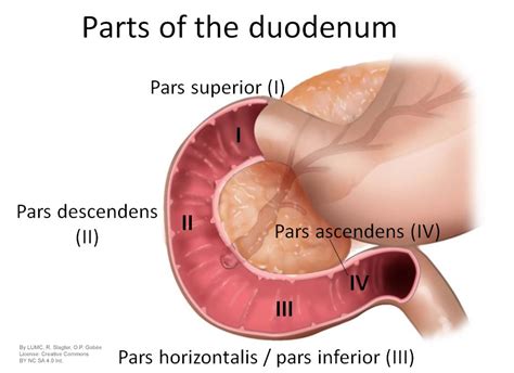 duodenum latin