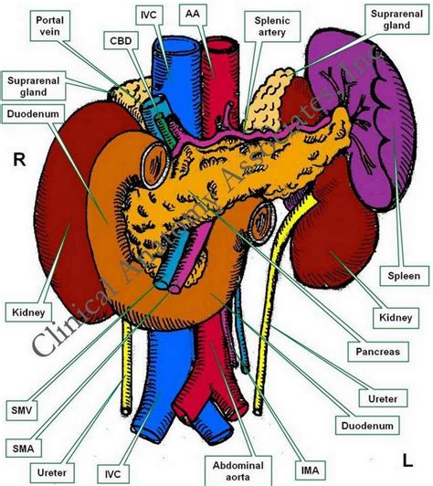 Duodenum Retroperitoneal