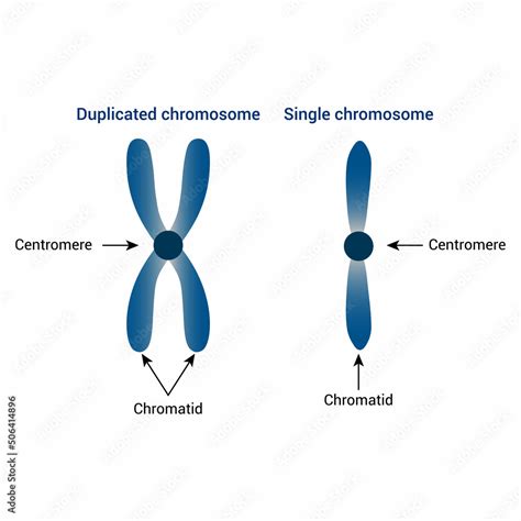 Duplicated Chromosome