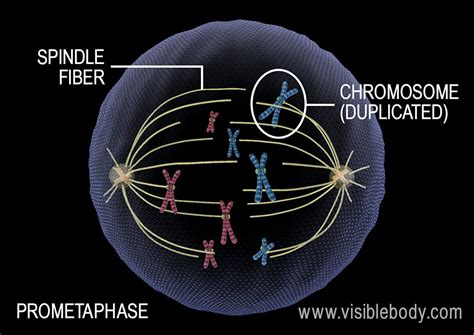 During A Spindle Forms In A Haploid Cell
